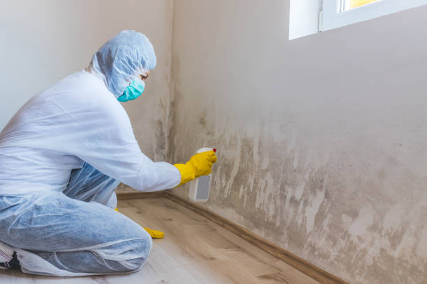 Licensed Mold Remediation service in Rockwood, PA - WQB Mold Removal